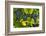 Grapes Growing in Napa Valley-Jon Hicks-Framed Photographic Print