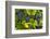 Grapes Growing in Napa Valley-Jon Hicks-Framed Photographic Print