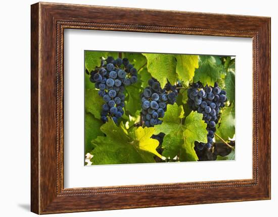 Grapes Growing in Napa Valley-Jon Hicks-Framed Photographic Print