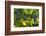 Grapes Growing in Napa Valley-Jon Hicks-Framed Photographic Print