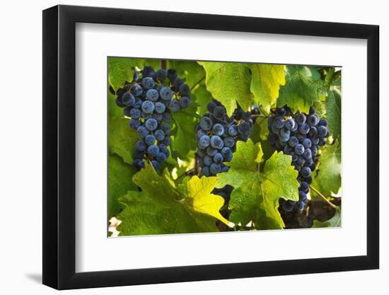 Grapes Growing in Napa Valley-Jon Hicks-Framed Photographic Print