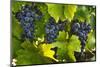 Grapes Growing in Napa Valley-Jon Hicks-Mounted Photographic Print