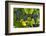 Grapes Growing in Napa Valley-Jon Hicks-Framed Photographic Print