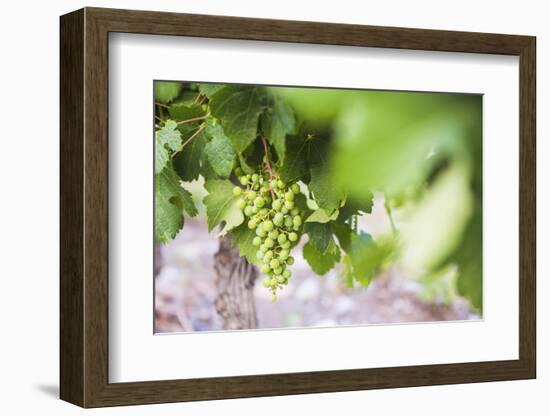 Grapes Hanging on a Vine at Bodega La Azul, a Wine Region in Mendoza Province, Argentina-Matthew Williams-Ellis-Framed Photographic Print