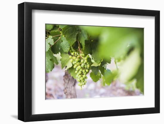 Grapes Hanging on a Vine at Bodega La Azul, a Wine Region in Mendoza Province, Argentina-Matthew Williams-Ellis-Framed Photographic Print
