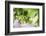 Grapes Hanging on a Vine at Bodega La Azul, a Wine Region in Mendoza Province, Argentina-Matthew Williams-Ellis-Framed Photographic Print