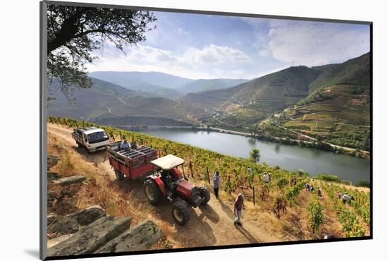 Grapes Harvest Along the Douro River, Near Covelinhas. Alto Douro, Portugal-Mauricio Abreu-Mounted Photographic Print