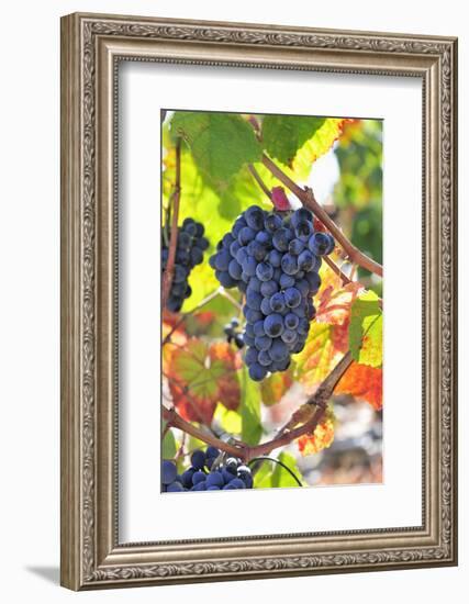 Grapes Harvest Along the Douro River, Near Covelinhas, Alto Douro-Mauricio Abreu-Framed Photographic Print