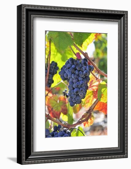 Grapes Harvest Along the Douro River, Near Covelinhas, Alto Douro-Mauricio Abreu-Framed Photographic Print