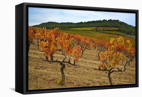 Grapes in a Vineyard Ready for Harvesting, Near Lagrasse, Languedoc-Roussillon, France-null-Framed Premier Image Canvas