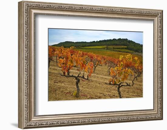 Grapes in a Vineyard Ready for Harvesting, Near Lagrasse, Languedoc-Roussillon, France-null-Framed Photographic Print