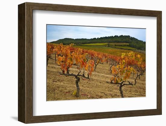 Grapes in a Vineyard Ready for Harvesting, Near Lagrasse, Languedoc-Roussillon, France-null-Framed Photographic Print