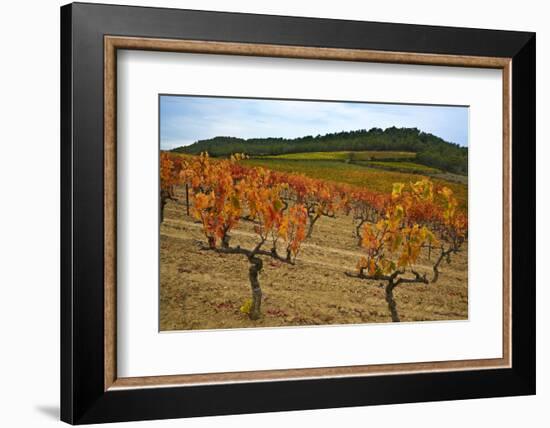 Grapes in a Vineyard Ready for Harvesting, Near Lagrasse, Languedoc-Roussillon, France-null-Framed Photographic Print