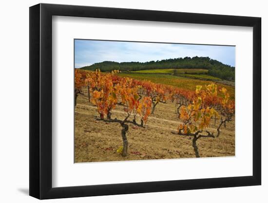 Grapes in a Vineyard Ready for Harvesting, Near Lagrasse, Languedoc-Roussillon, France-null-Framed Photographic Print