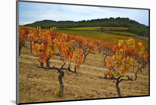 Grapes in a Vineyard Ready for Harvesting, Near Lagrasse, Languedoc-Roussillon, France-null-Mounted Photographic Print