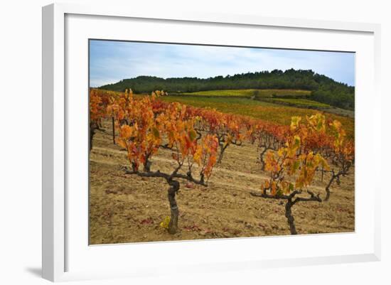 Grapes in a Vineyard Ready for Harvesting, Near Lagrasse, Languedoc-Roussillon, France-null-Framed Photographic Print