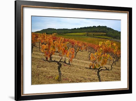 Grapes in a Vineyard Ready for Harvesting, Near Lagrasse, Languedoc-Roussillon, France-null-Framed Photographic Print