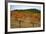 Grapes in a Vineyard Ready for Harvesting, Near Lagrasse, Languedoc-Roussillon, France-null-Framed Photographic Print