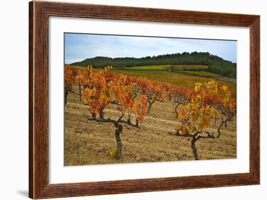 Grapes in a Vineyard Ready for Harvesting, Near Lagrasse, Languedoc-Roussillon, France-null-Framed Photographic Print