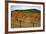 Grapes in a Vineyard Ready for Harvesting, Near Lagrasse, Languedoc-Roussillon, France-null-Framed Photographic Print