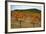 Grapes in a Vineyard Ready for Harvesting, Near Lagrasse, Languedoc-Roussillon, France-null-Framed Photographic Print