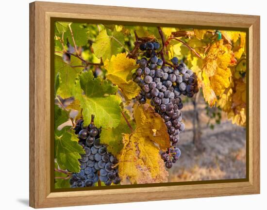 Grapes in Red Mountain Vineyard in Yakima Valley, Washington, USA-Richard Duval-Framed Premier Image Canvas