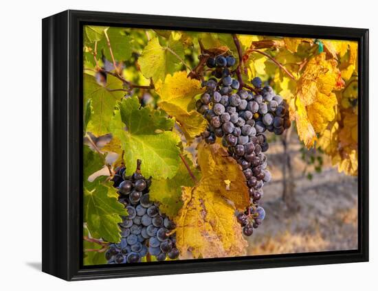 Grapes in Red Mountain Vineyard in Yakima Valley, Washington, USA-Richard Duval-Framed Premier Image Canvas