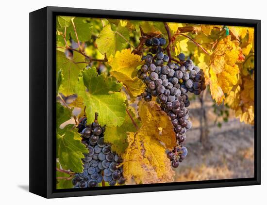 Grapes in Red Mountain Vineyard in Yakima Valley, Washington, USA-Richard Duval-Framed Premier Image Canvas