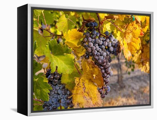 Grapes in Red Mountain Vineyard in Yakima Valley, Washington, USA-Richard Duval-Framed Premier Image Canvas