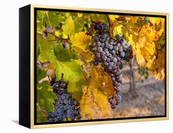 Grapes in Red Mountain Vineyard in Yakima Valley, Washington, USA-Richard Duval-Framed Premier Image Canvas