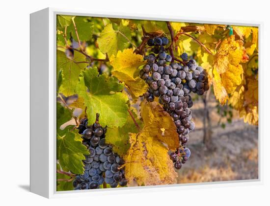 Grapes in Red Mountain Vineyard in Yakima Valley, Washington, USA-Richard Duval-Framed Premier Image Canvas