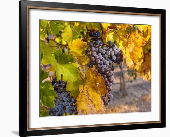 Grapes in Red Mountain Vineyard in Yakima Valley, Washington, USA-Richard Duval-Framed Photographic Print