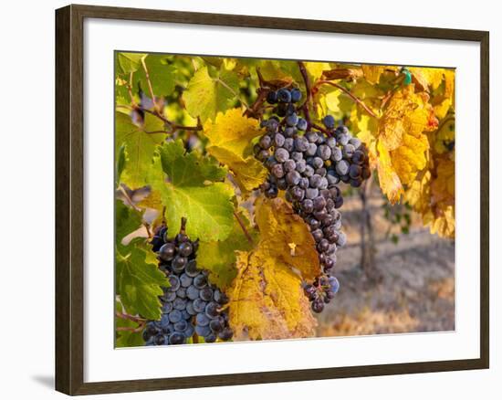 Grapes in Red Mountain Vineyard in Yakima Valley, Washington, USA-Richard Duval-Framed Photographic Print