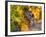 Grapes in Red Mountain Vineyard in Yakima Valley, Washington, USA-Richard Duval-Framed Photographic Print