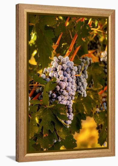 Grapes in Red Mountain Vineyard in Yakima Valley, Washington, USA-Richard Duval-Framed Premier Image Canvas