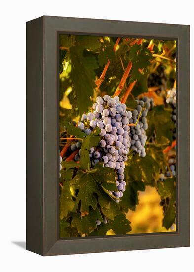 Grapes in Red Mountain Vineyard in Yakima Valley, Washington, USA-Richard Duval-Framed Premier Image Canvas