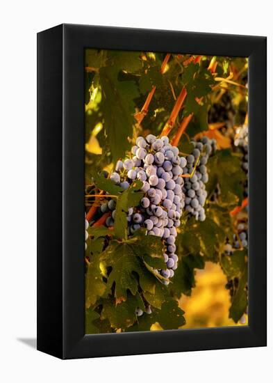 Grapes in Red Mountain Vineyard in Yakima Valley, Washington, USA-Richard Duval-Framed Premier Image Canvas