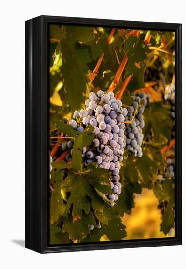 Grapes in Red Mountain Vineyard in Yakima Valley, Washington, USA-Richard Duval-Framed Premier Image Canvas