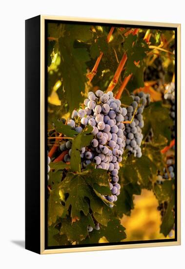 Grapes in Red Mountain Vineyard in Yakima Valley, Washington, USA-Richard Duval-Framed Premier Image Canvas