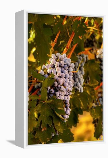 Grapes in Red Mountain Vineyard in Yakima Valley, Washington, USA-Richard Duval-Framed Premier Image Canvas