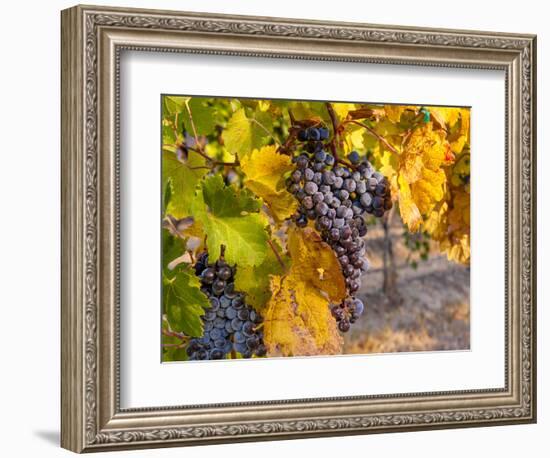 Grapes in Red Mountain Vineyard in Yakima Valley, Washington, USA-Richard Duval-Framed Photographic Print