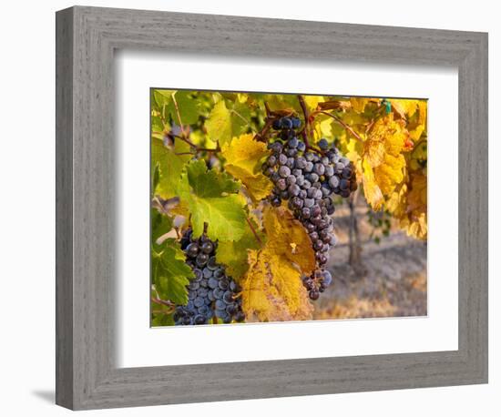 Grapes in Red Mountain Vineyard in Yakima Valley, Washington, USA-Richard Duval-Framed Photographic Print