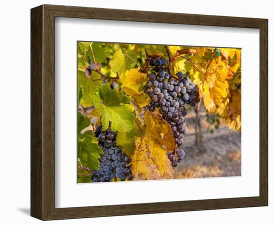 Grapes in Red Mountain Vineyard in Yakima Valley, Washington, USA-Richard Duval-Framed Photographic Print