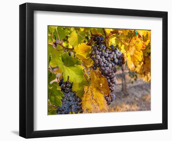 Grapes in Red Mountain Vineyard in Yakima Valley, Washington, USA-Richard Duval-Framed Photographic Print