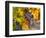 Grapes in Red Mountain Vineyard in Yakima Valley, Washington, USA-Richard Duval-Framed Photographic Print