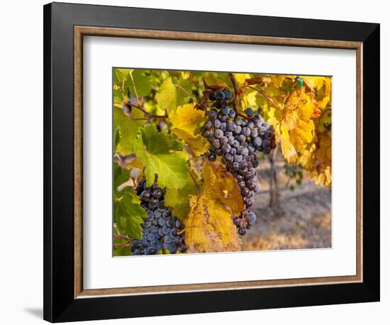 Grapes in Red Mountain Vineyard in Yakima Valley, Washington, USA-Richard Duval-Framed Photographic Print