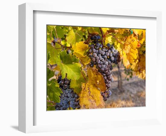 Grapes in Red Mountain Vineyard in Yakima Valley, Washington, USA-Richard Duval-Framed Photographic Print