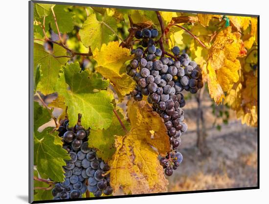 Grapes in Red Mountain Vineyard in Yakima Valley, Washington, USA-Richard Duval-Mounted Photographic Print