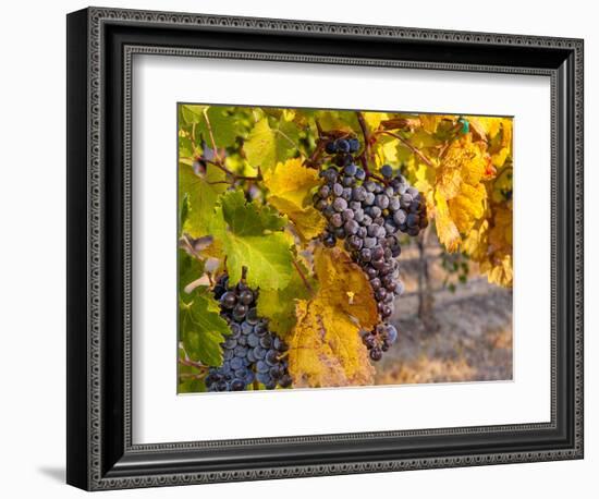 Grapes in Red Mountain Vineyard in Yakima Valley, Washington, USA-Richard Duval-Framed Photographic Print