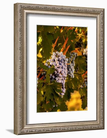 Grapes in Red Mountain Vineyard in Yakima Valley, Washington, USA-Richard Duval-Framed Photographic Print